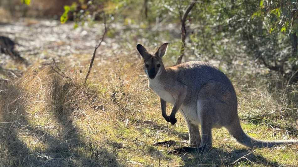 Spot wildlife from the campsite