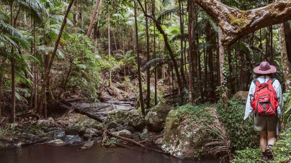 Walking alongside creeks and through rainforest in the Border Ranges National Park | K. Holmes