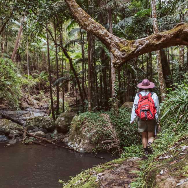 Walking alongside creeks and through rainforest in the Border Ranges National Park | K. Holmes