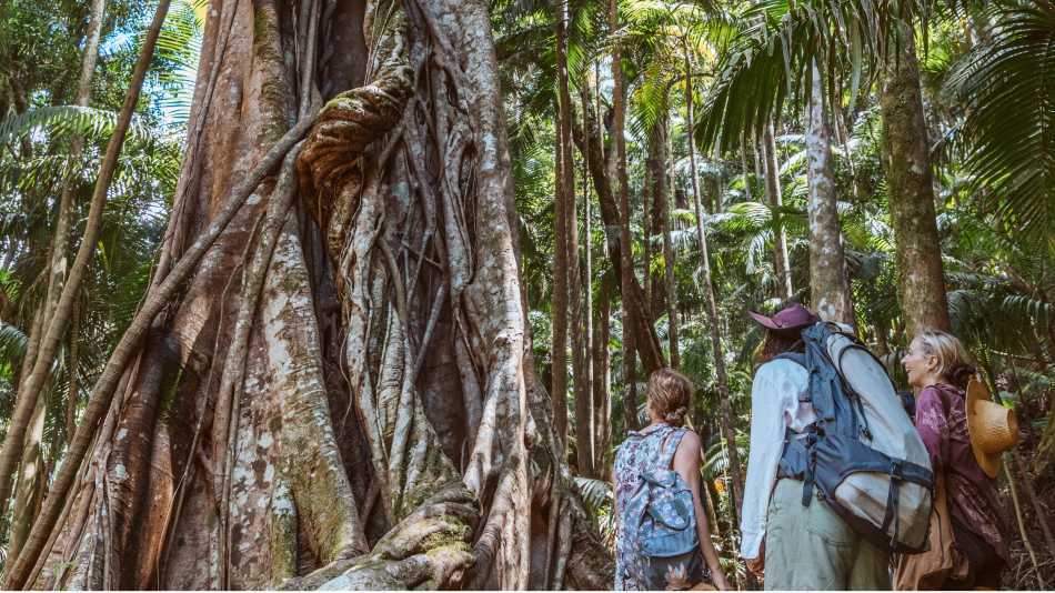 Walkers in the Border Ranges National Park | K. Holmes