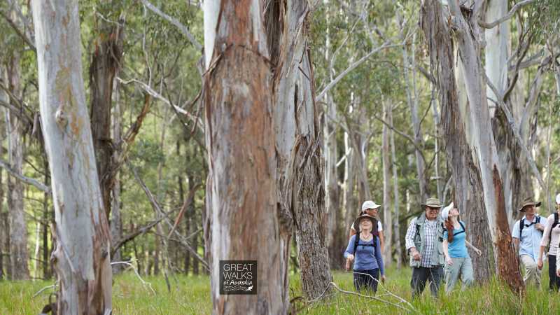 Walking through Eucalyptus forest