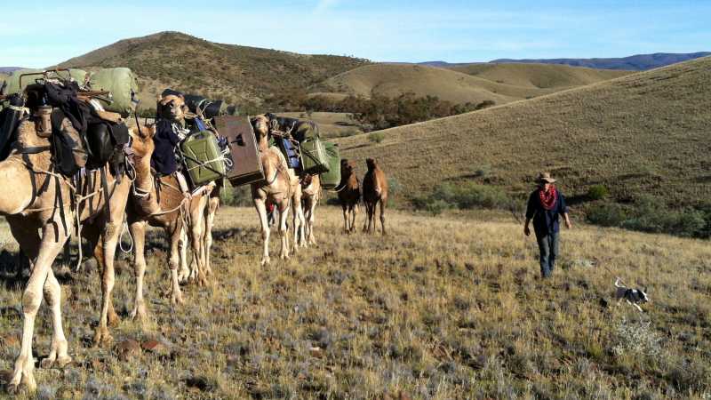 Camel train in the Flinders