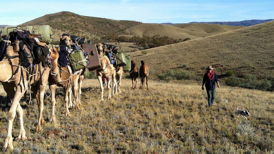 Camel train in the Flinders