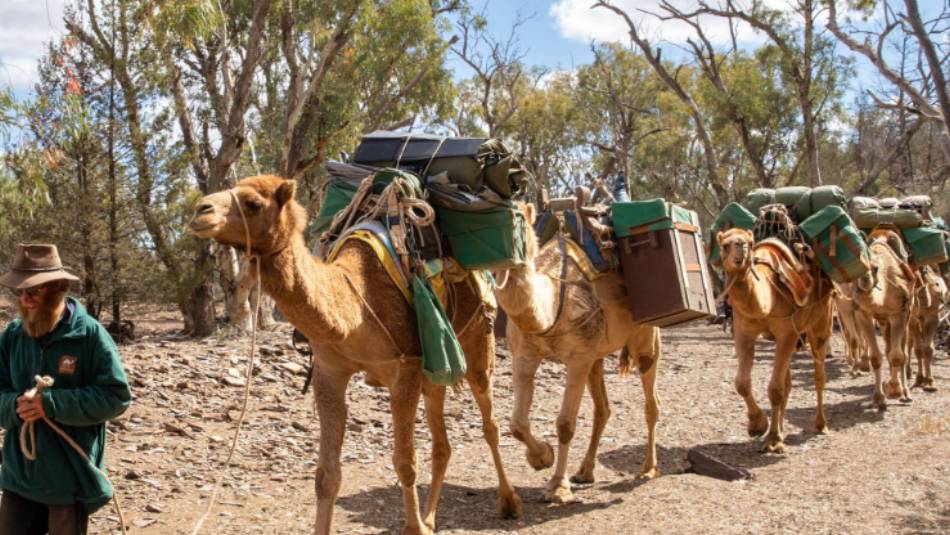Camel trekking in the Flinders Ranges | Ben Woods