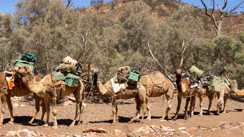 Camel train in the Flinders Ranges | Ben Woods