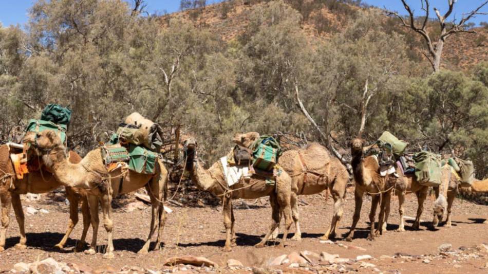 Camel train in the Flinders Ranges | Ben Woods