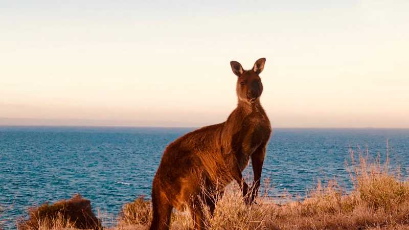 Kangaroo | Di Westaway