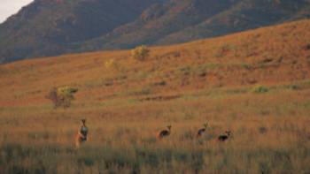 Kangaroos feeding on the grasses surrounding Wilpena Pound