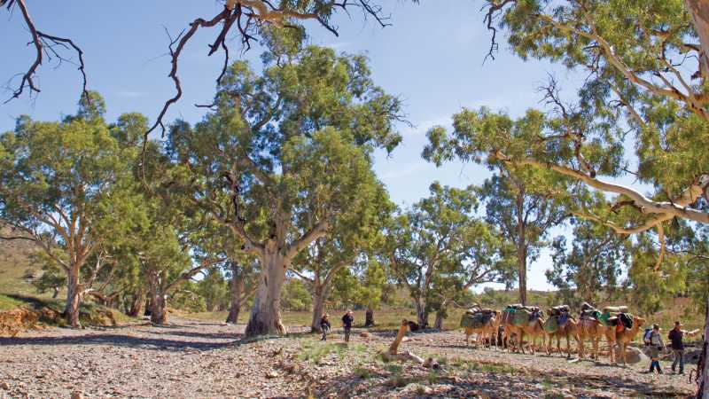 Crossing dry creek beds on the Remote Northern Flinders Camel Trek | Andrew Bain