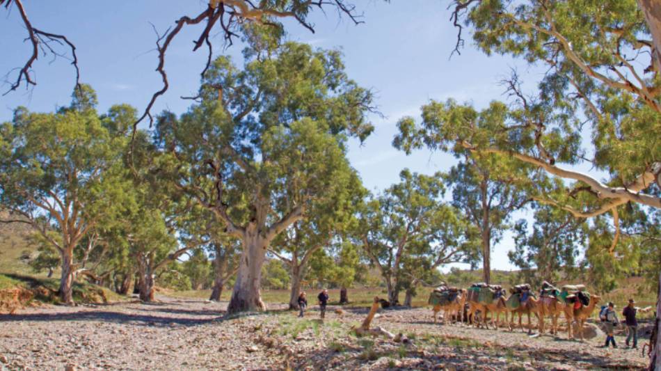 Crossing dry creek beds on the Remote Northern Flinders Camel Trek | Andrew Bain