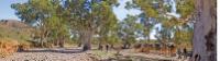 Crossing dry creek beds on the Remote Northern Flinders Camel Trek |  <i>Andrew Bain</i>