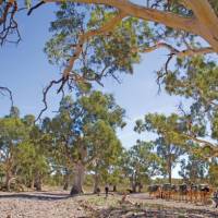 Crossing dry creek beds on the Remote Northern Flinders Camel Trek | Andrew Bain