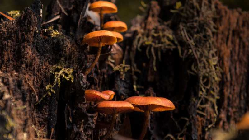 Fungi in Takayna / Tarkine | Jess Bonde
