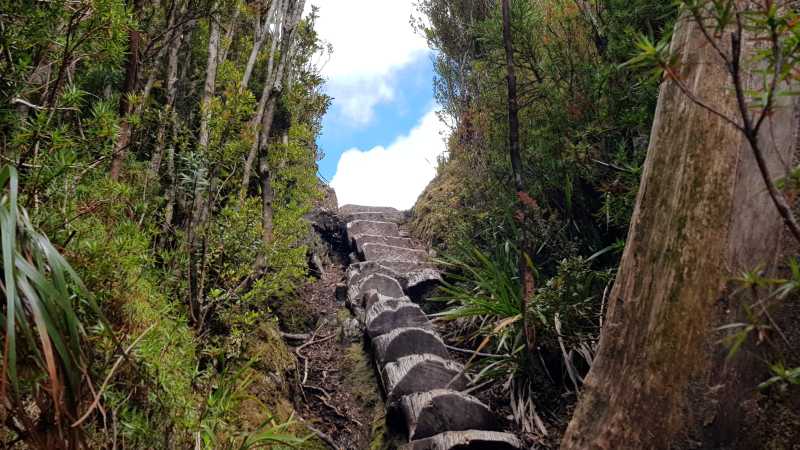 A section of the trail along the hike to Frenchmans Cap