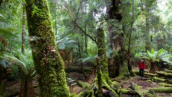 Explore the enchanting and changing moods of the ancient Tarkine Rainforest