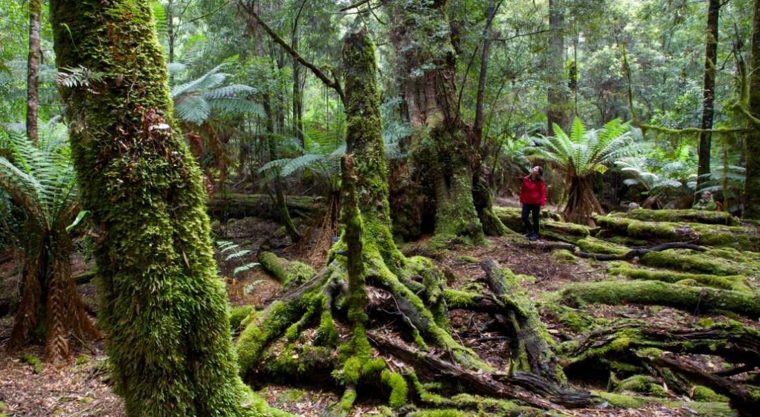 Explore the enchanting and changing moods of the ancient Tarkine Rainforest |  <i>Pete Harmsen</i>
