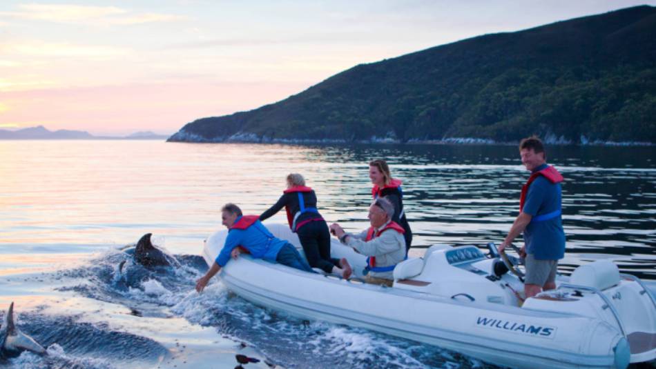 Guests in the tender are joined by dolphins at sunset | Mark Daffey