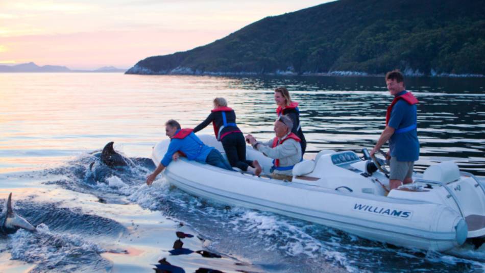 Guests in the tender are joined by dolphins at sunset | Mark Daffey
