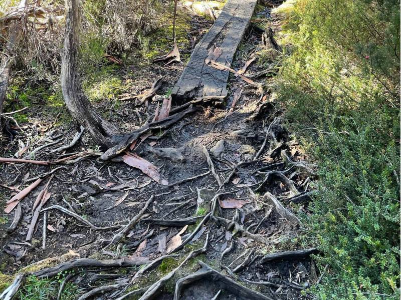 Tree roots cover alot of the trail | Brad Atwal