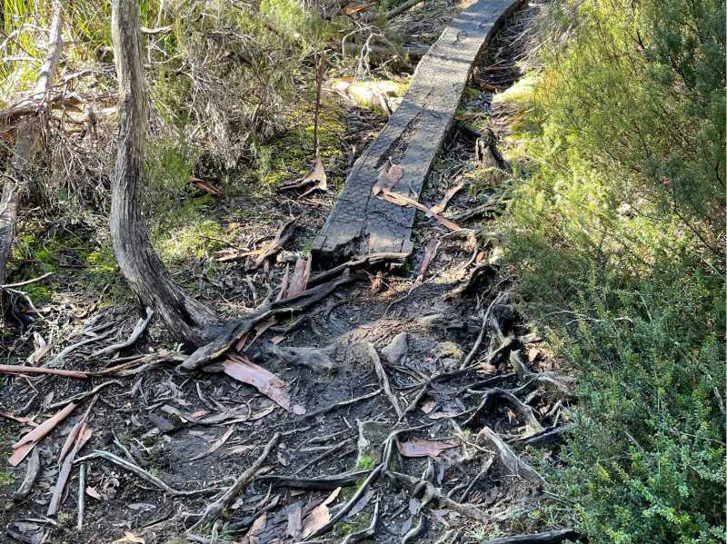 Tree roots cover alot of the trail | Brad Atwal