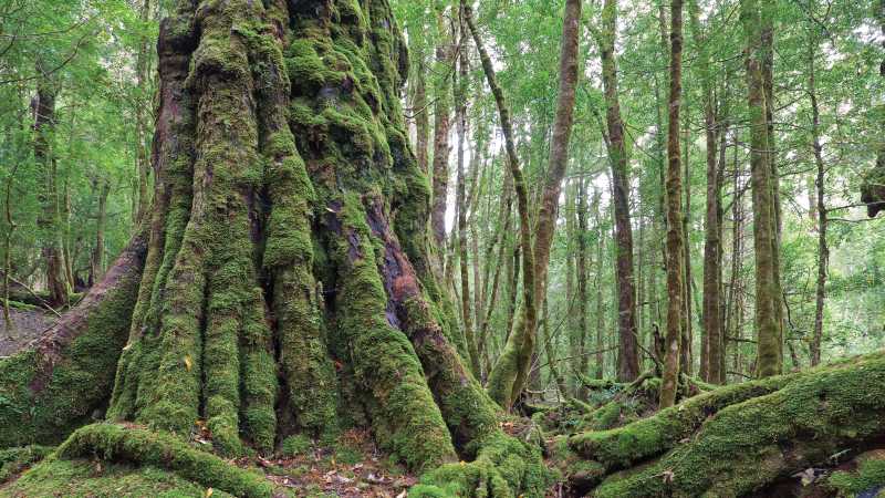Tasmania's pristine forests are a major draw card for many visitors | Peter Walton