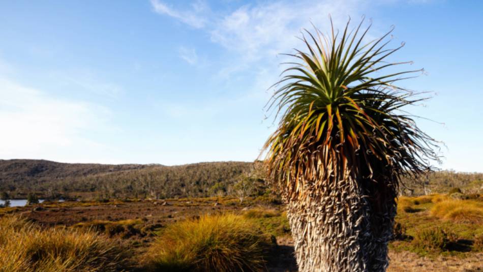 Discover the Overland Track's World Heritage wilderness | Matt Horspool