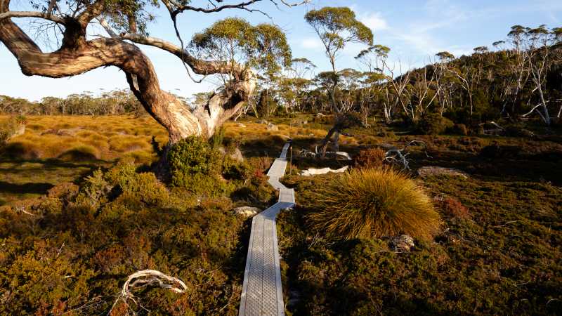 The famous boardwalks on the Overland Track | Matt Horspool