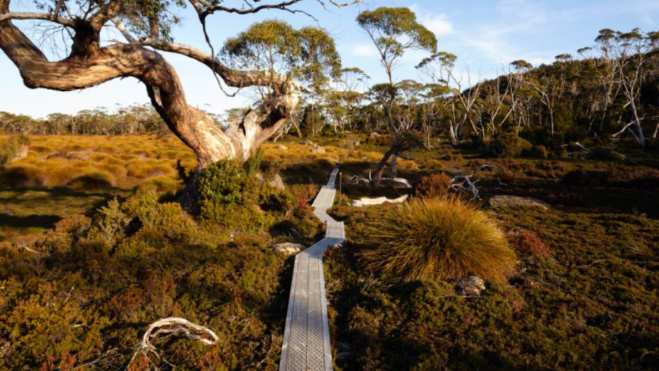 The famous boardwalks on the Overland Track | Matt Horspool