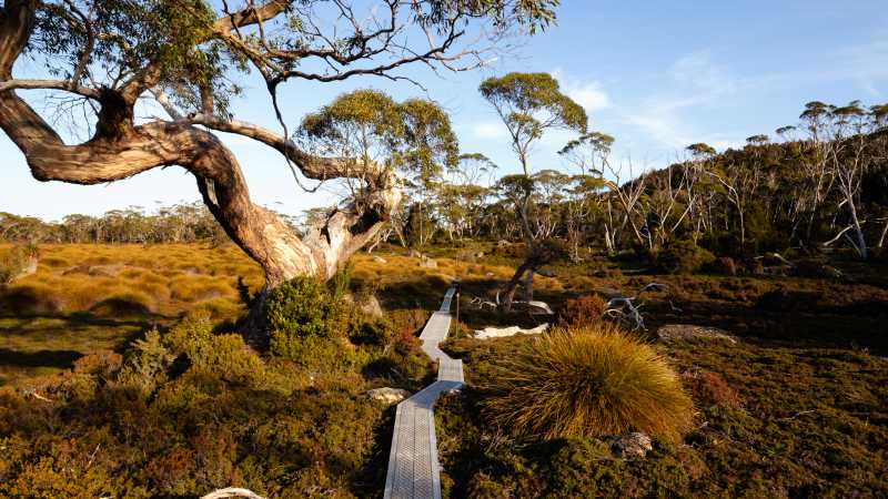 The famous boardwalks on the Overland Track | Matt Horspool