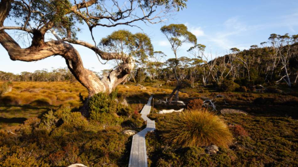 The famous boardwalks on the Overland Track | Matt Horspool