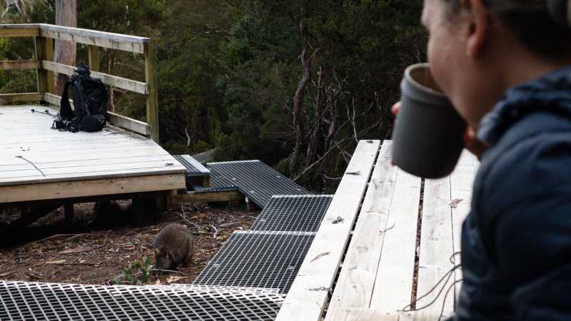 Wildlife in camp on the Overland Track | Matt Horspool