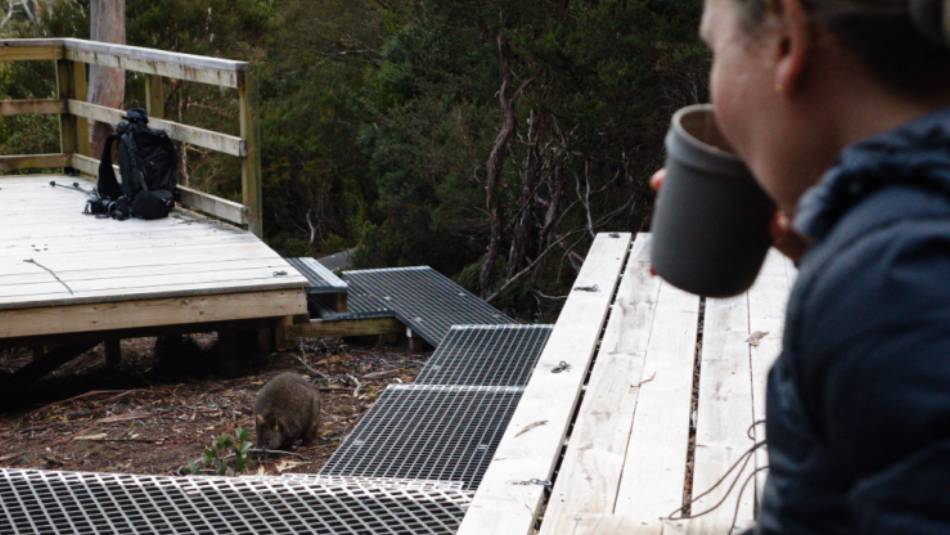 Wildlife in camp on the Overland Track | Matt Horspool