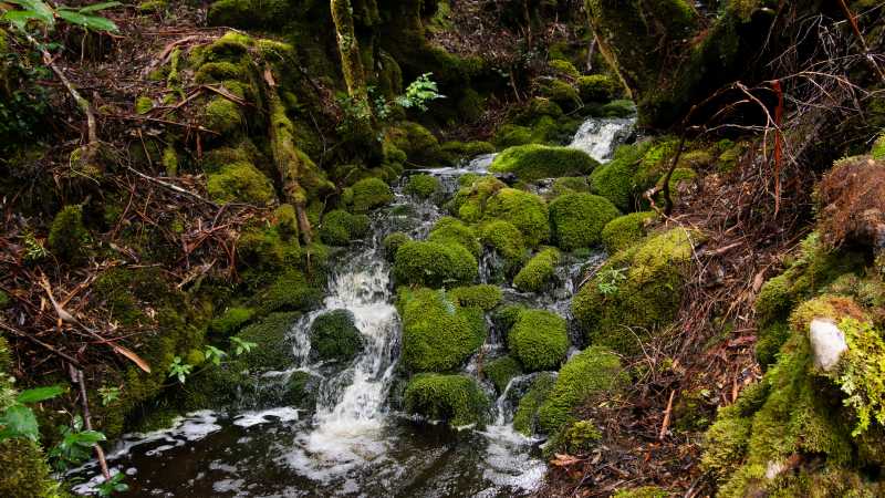 Discover the Overland Track's World Heritage wilderness | Matt Horspool