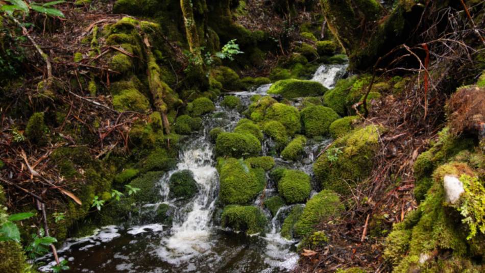 Discover the Overland Track's World Heritage wilderness | Matt Horspool