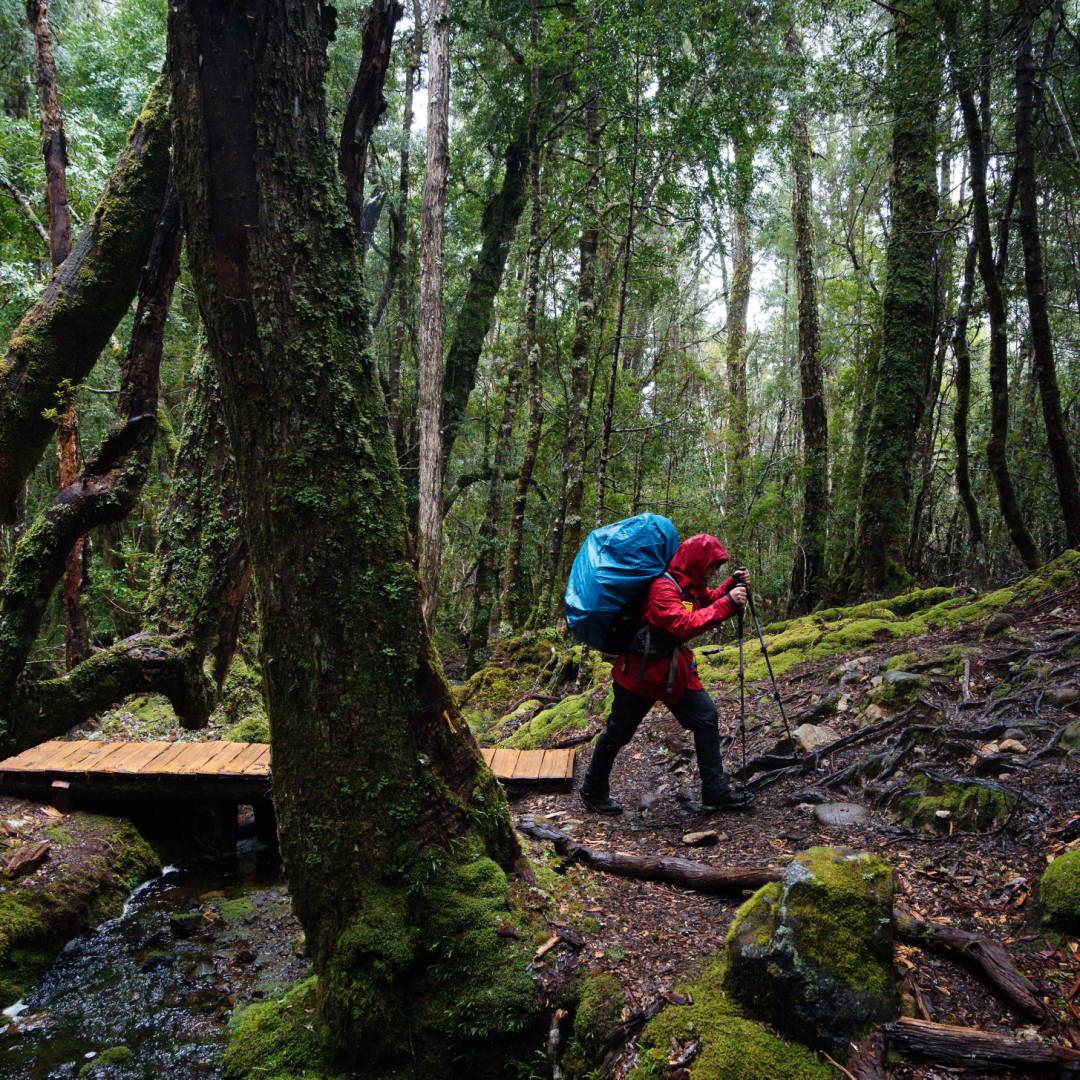 Overland track tour best sale