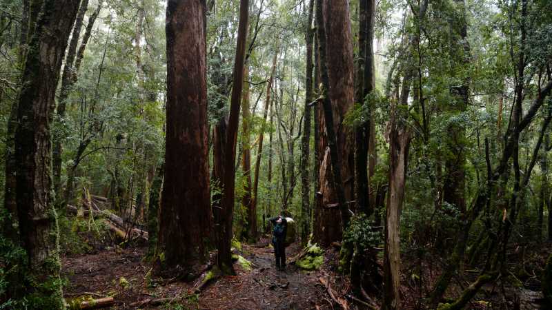 Soaking in the beauty of the Overland Track | Matt Horspool