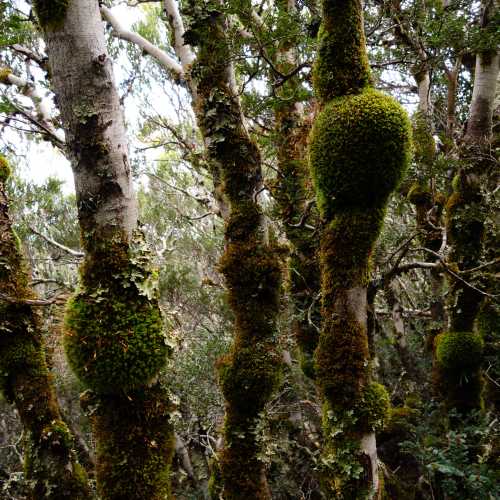 Discover the Overland Track's World Heritage wilderness