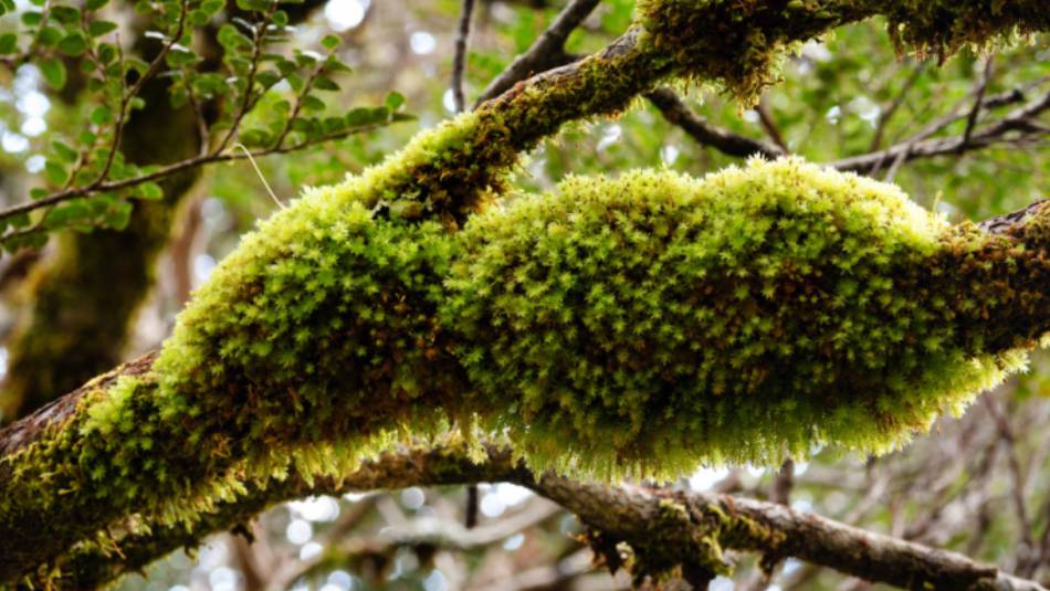 Discover the Overland Track's World Heritage wilderness | Matt Horspool