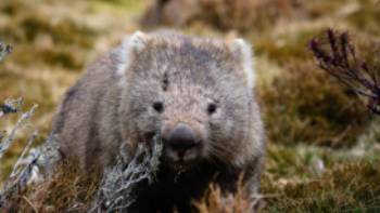 World-Expeditions-The-Overland-Track-2024-Matt-Horspool-58,Matt Horspool Wildlife along the Overland Track