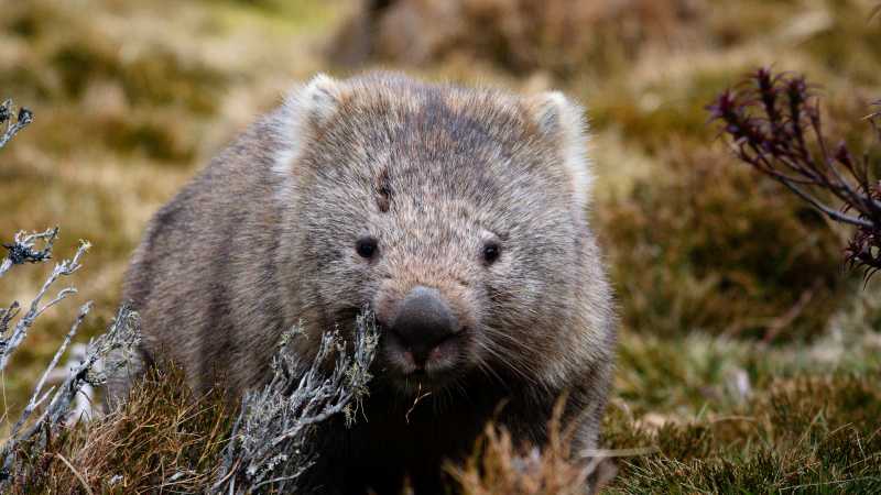 Wildlife along the Overland Track | Matt Horspool