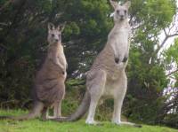 Close encounter with kangaroos |  <i>Caroline Mongrain</i>