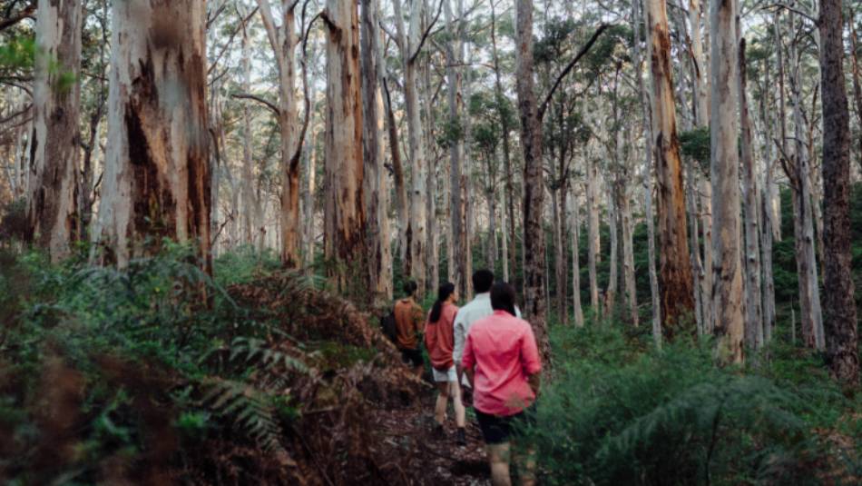 Hiking through the karri forest | Tourism Western Australia