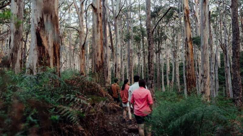 Hiking through the karri forest - Best of the Cape to Cape and Bibbulmun Track, Australia