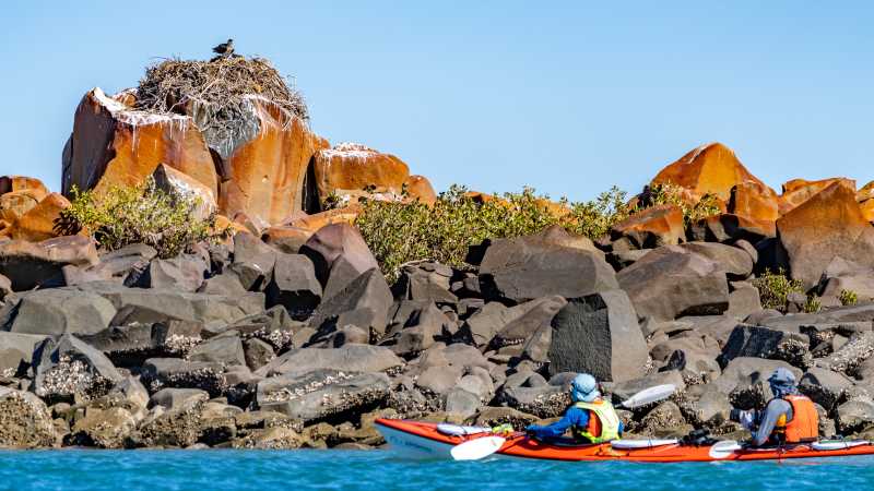 Observing an Osprey nest from kayaks