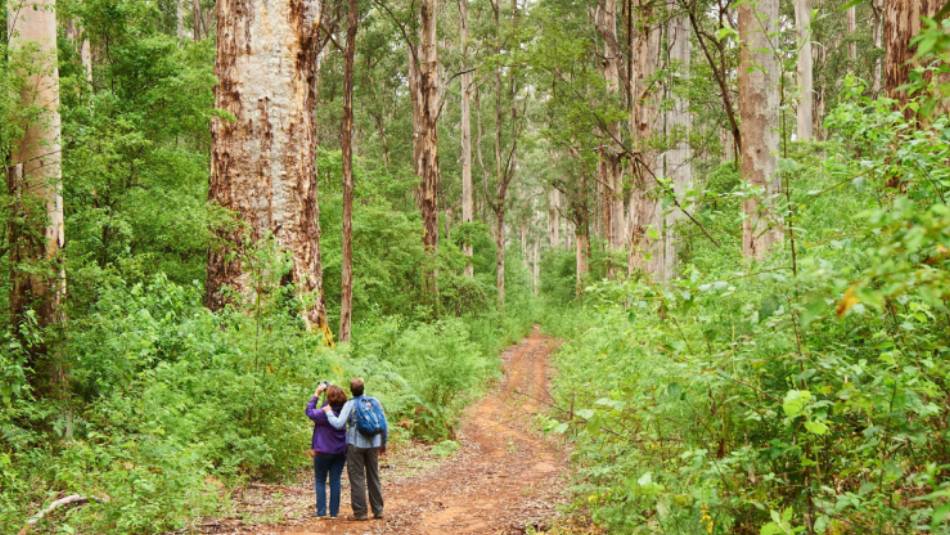Enjoy hikes through the heart of karri tree country | Frances Andrijich | Tourism Western Australia