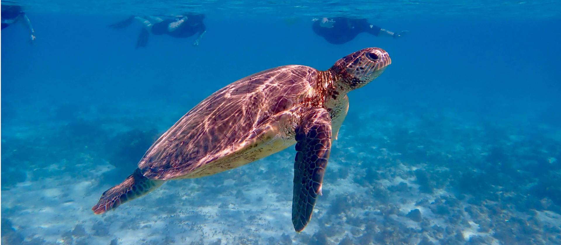 Kayak, Snorkel and Walk Ningaloo | Western Australia Adventures