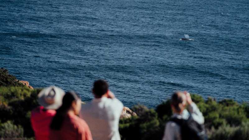 Watching a whale breach from the track - Best of the Cape to Cape and Bibbulmun Track, Australia