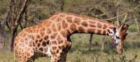 Giraffe at Lake Nakuru | Ayla Rowe