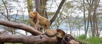 Lions resting at Lake Nakuru, Kenya | Ayla Rowe