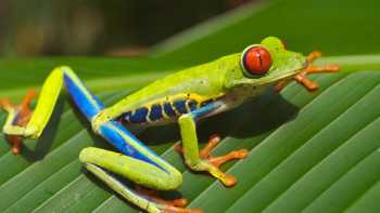 Green_frog_Costa_Rica-small-1-1.jpg, Green Frog, Costa Rica